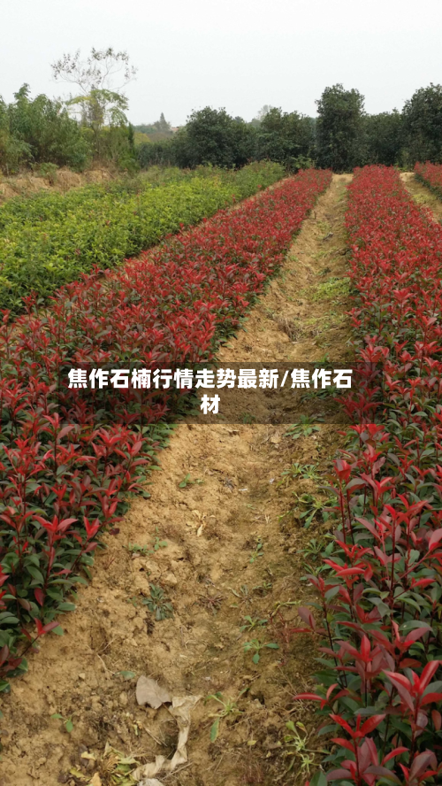 焦作石楠行情走势最新/焦作石材