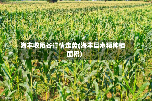 海丰收稻谷行情走势(海丰县水稻种植面积)