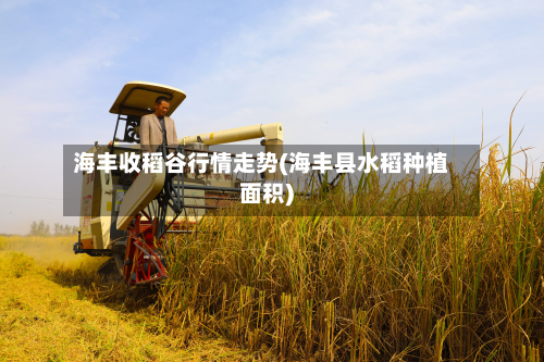 海丰收稻谷行情走势(海丰县水稻种植面积)-第2张图片