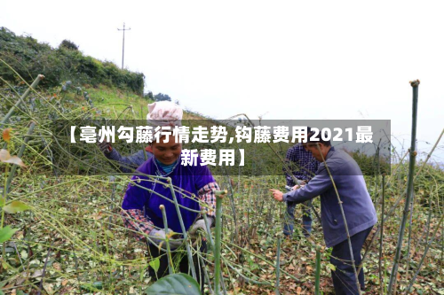 【亳州勾藤行情走势,钩藤费用2021最新费用】-第2张图片