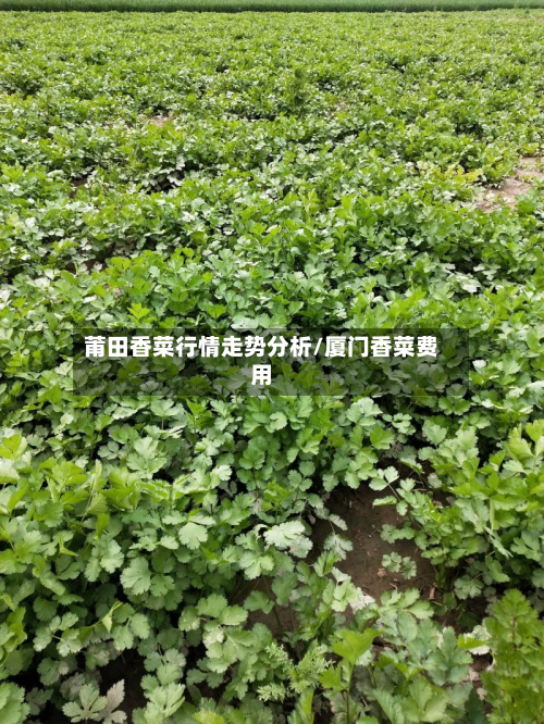 莆田香菜行情走势分析/厦门香菜费用