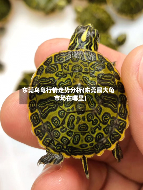 东莞乌龟行情走势分析(东莞最大龟市场在哪里)-第2张图片