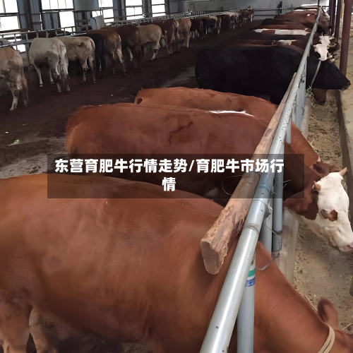 东营育肥牛行情走势/育肥牛市场行情-第2张图片