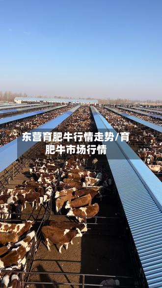 东营育肥牛行情走势/育肥牛市场行情