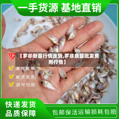 【罗非新苗行情走势,罗非鱼苗批发费用行情】