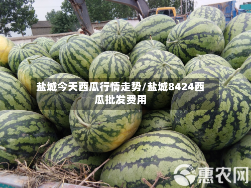 盐城今天西瓜行情走势/盐城8424西瓜批发费用