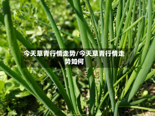 今天草青行情走势/今天草青行情走势如何