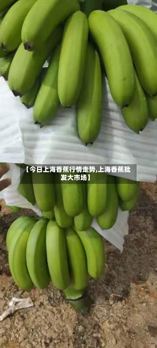 【今日上海香蕉行情走势,上海香蕉批发大市场】
