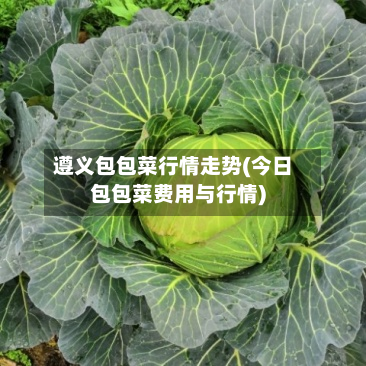 遵义包包菜行情走势(今日包包菜费用与行情)