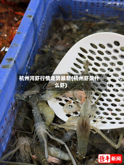 杭州河虾行情走势最新(杭州虾是什么虾)-第3张图片