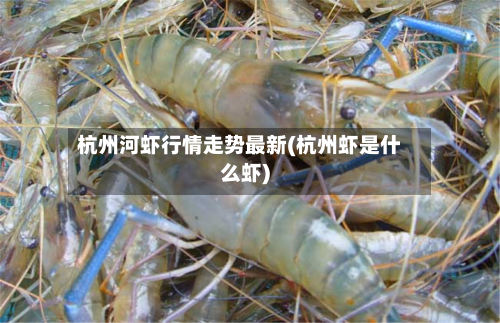 杭州河虾行情走势最新(杭州虾是什么虾)