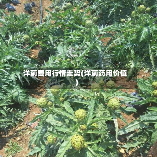 洋蓟费用行情走势(洋蓟药用价值)