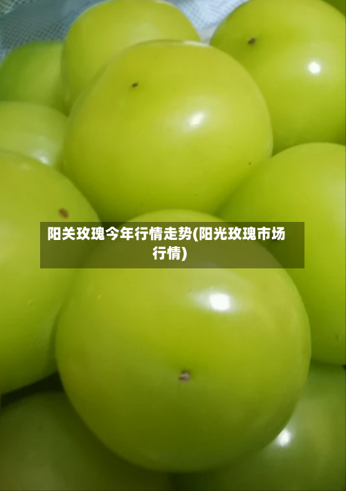 阳关玫瑰今年行情走势(阳光玫瑰市场行情)