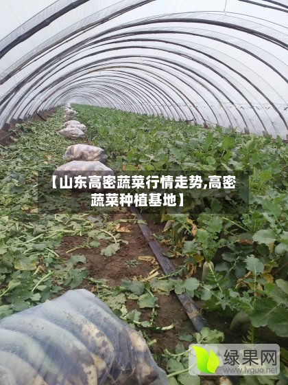 【山东高密蔬菜行情走势,高密蔬菜种植基地】-第2张图片