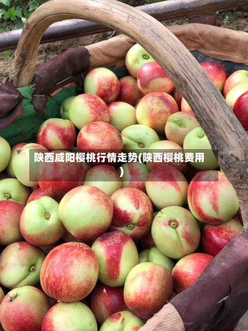 陕西咸阳樱桃行情走势(陕西樱桃费用)-第3张图片