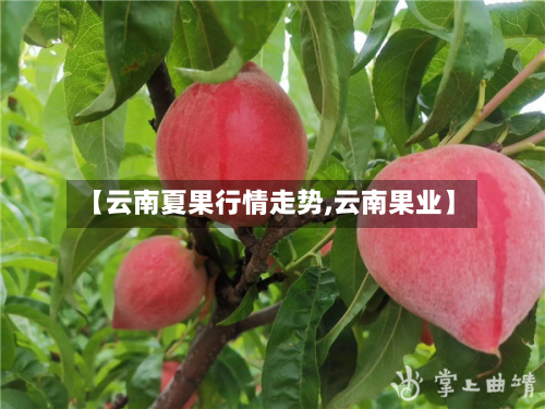 【云南夏果行情走势,云南果业】-第3张图片