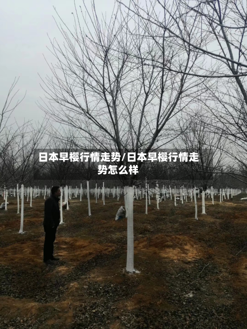 日本早樱行情走势/日本早樱行情走势怎么样-第3张图片