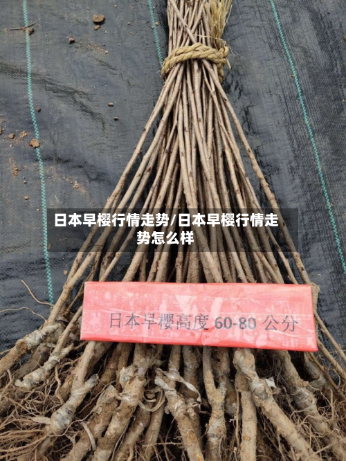 日本早樱行情走势/日本早樱行情走势怎么样-第2张图片