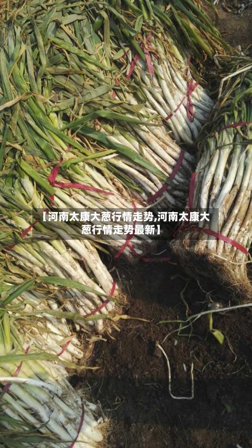 【河南太康大葱行情走势,河南太康大葱行情走势最新】