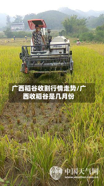 广西稻谷收割行情走势/广西收稻谷是几月份-第2张图片