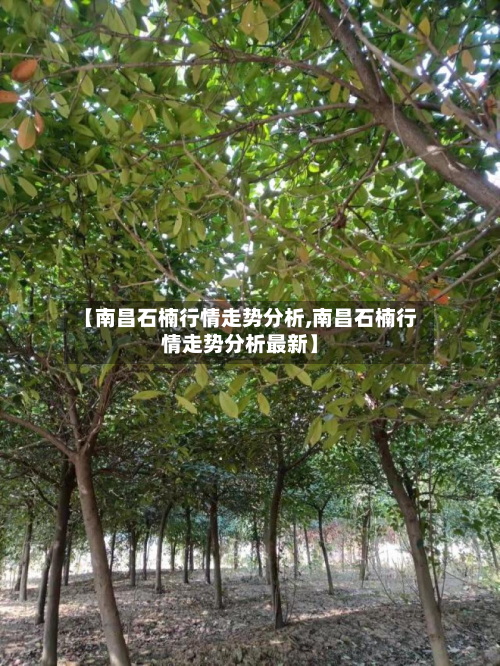 【南昌石楠行情走势分析,南昌石楠行情走势分析最新】-第3张图片