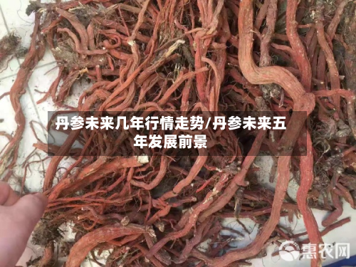 丹参未来几年行情走势/丹参未来五年发展前景