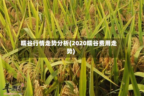 糯谷行情走势分析(2020糯谷费用走势)-第3张图片