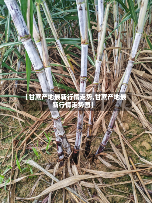 【甘蔗产地最新行情走势,甘蔗产地最新行情走势图】-第2张图片