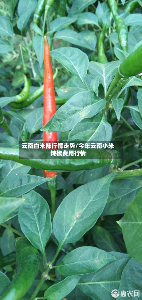 云南白米辣行情走势/今年云南小米辣椒费用行情-第3张图片