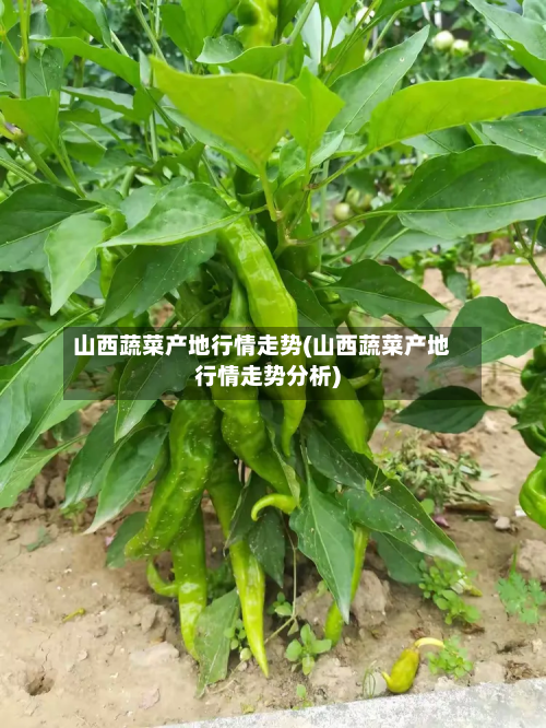 山西蔬菜产地行情走势(山西蔬菜产地行情走势分析)-第3张图片
