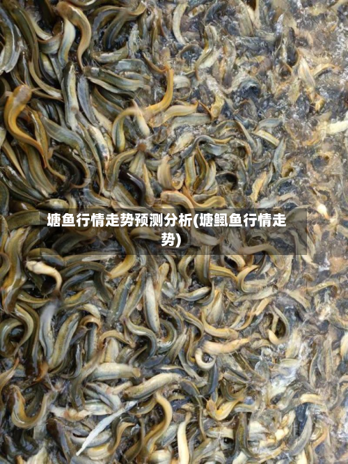 塘鱼行情走势预测分析(塘鲺鱼行情走势)-第2张图片