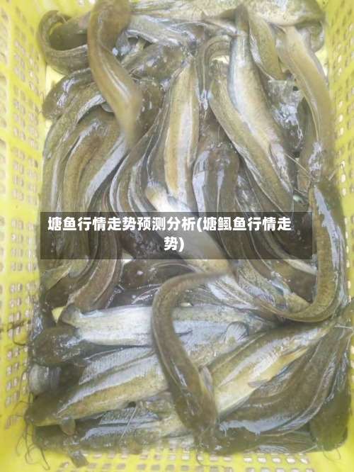 塘鱼行情走势预测分析(塘鲺鱼行情走势)