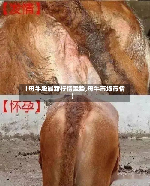 【母牛股最新行情走势,母牛市场行情】-第3张图片