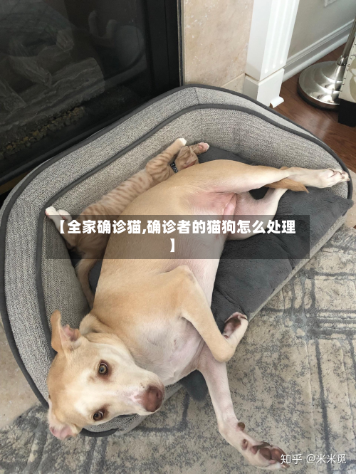 【全家确诊猫,确诊者的猫狗怎么处理】