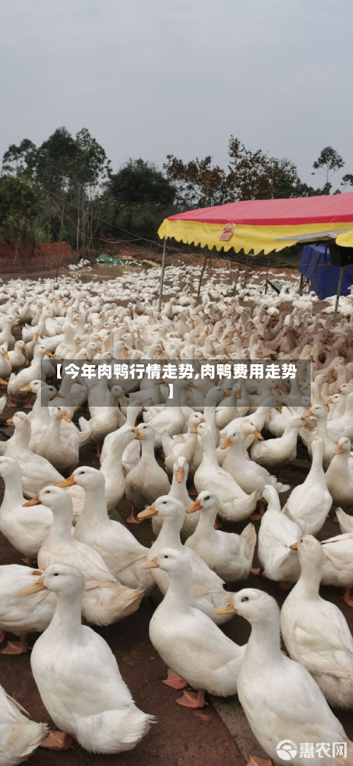 【今年肉鸭行情走势,肉鸭费用走势】-第2张图片