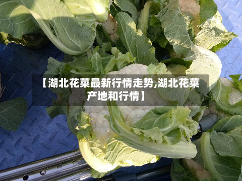 【湖北花菜最新行情走势,湖北花菜产地和行情】