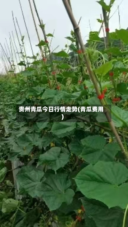 贵州青瓜今日行情走势(青瓜费用)-第2张图片