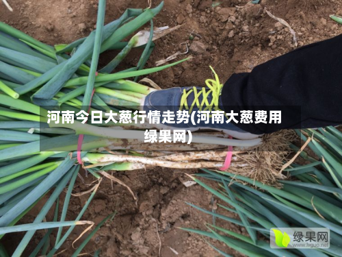 河南今日大葱行情走势(河南大葱费用绿果网)