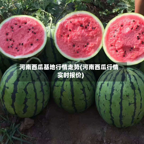 河南西瓜基地行情走势(河南西瓜行情实时报价)-第2张图片