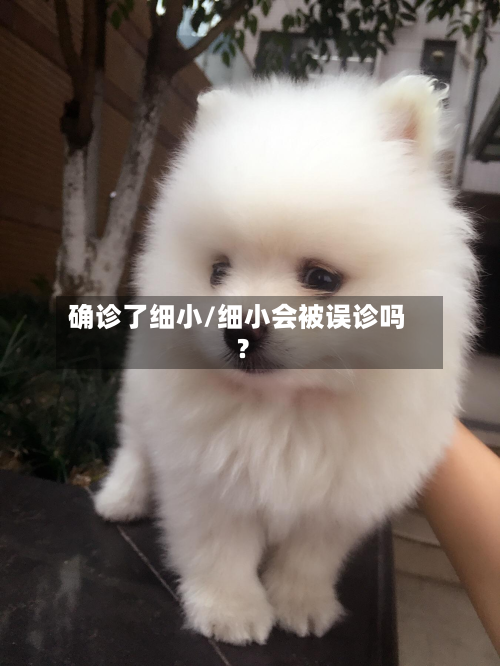 确诊了细小/细小会被误诊吗?