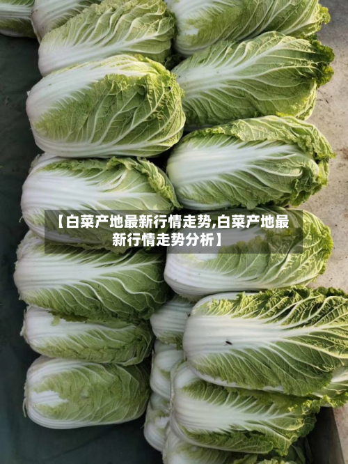 【白菜产地最新行情走势,白菜产地最新行情走势分析】