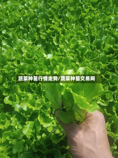 蔬菜种苗行情走势/蔬菜种苗交易网-第2张图片