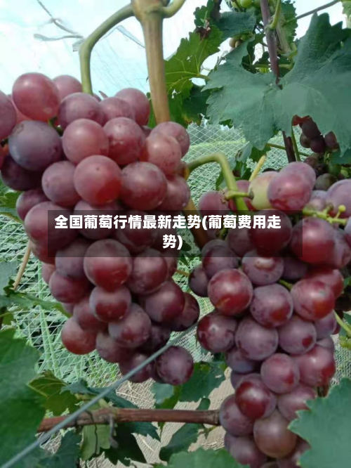 全国葡萄行情最新走势(葡萄费用走势)-第2张图片