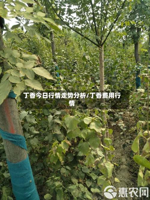 丁香今日行情走势分析/丁香费用行情