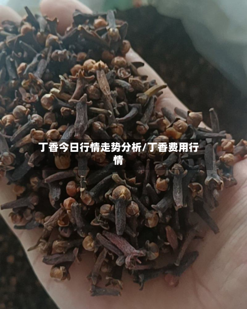 丁香今日行情走势分析/丁香费用行情-第2张图片