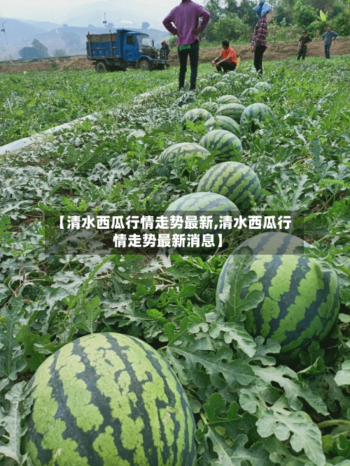 【清水西瓜行情走势最新,清水西瓜行情走势最新消息】