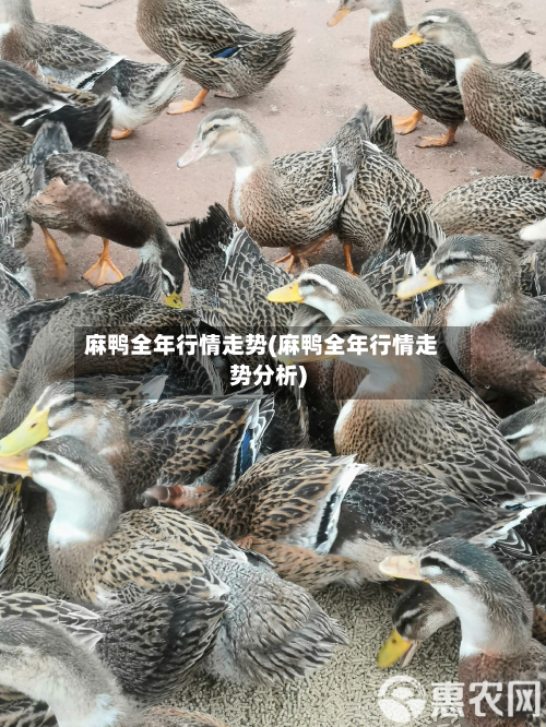 麻鸭全年行情走势(麻鸭全年行情走势分析)