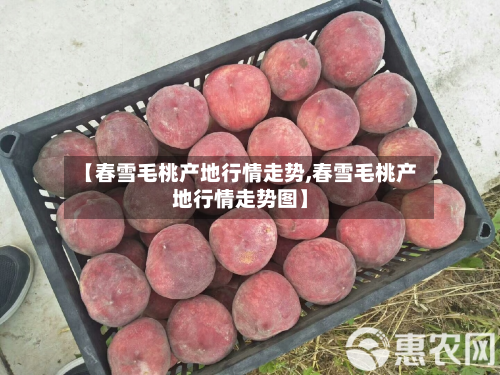 【春雪毛桃产地行情走势,春雪毛桃产地行情走势图】
