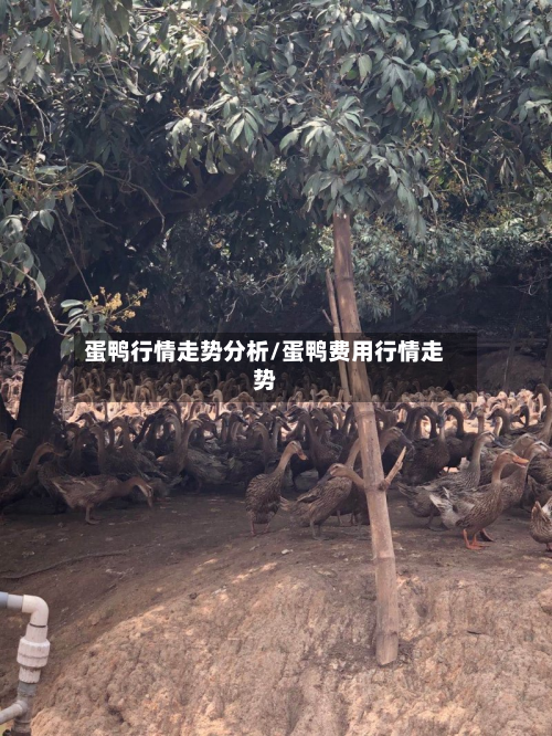 蛋鸭行情走势分析/蛋鸭费用行情走势