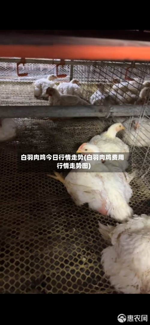 白羽肉鸡今日行情走势(白羽肉鸡费用行情走势图)-第2张图片